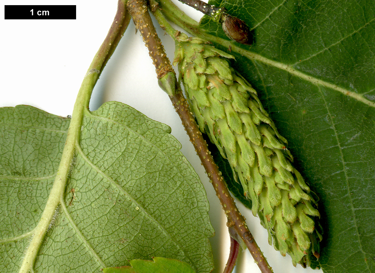 High resolution image: Family: Betulaceae - Genus: Betula - Taxon: utilis - SpeciesSub: subsp. albosinensis